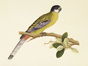 Platycercus venustus, northern rosella Platycercus venustus, northern rosella