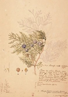 Platycladus orientalis, oriental arborvitae Platycladus orientalis, oriental arborvitae