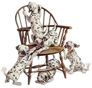 Critter Gallery: Playful Dalmatian Pups Date: 1950