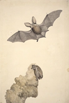 Plecotus auritus, brown long-eared bat Plecotus auritus, brown long-eared bat