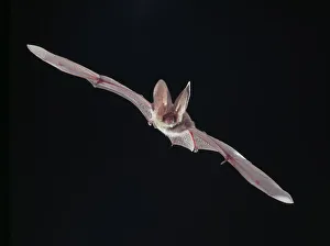 Plecotus sp., long-eared bat Plecotus sp., long-eared bat