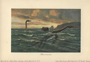 Plesiosaurus, large marine sauropterygian reptile Plesiosaurus, large marine sauropterygian reptile