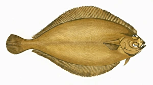 Pleuronectes cynoglossus, or Craigfluke Pleuronectes cynoglossus, or Craigfluke