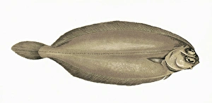 Pleuronectes elongatus, or Long Flounder Pleuronectes elongatus, or Long Flounder