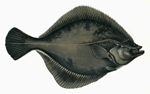 Pleuronectes flesus, or European Flounder Pleuronectes flesus, or European Flounder