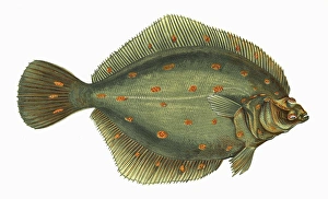 Pleuronectes platessa, or European Plaice Pleuronectes platessa, or European Plaice