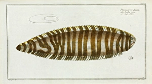 Pleuronectes zebra (Synaptura zebra) Pleuronectes zebra (Synaptura zebra)