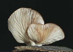 Pleurotus ostreatus, oyster mushroom Pleurotus ostreatus, oyster mushroom