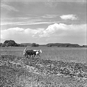 Madhya Gallery: Ploughing in Madhya Pradesh, Central India