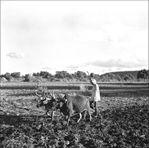 Madhya Gallery: Ploughing with oxen, Madhya Pradesh, Central India