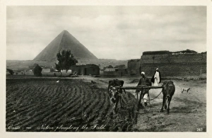 Ploughing with Oxen near Pyramids, Giza, Cairo, Egypt Ploughing with Oxen near Pyramids, Giza, Cairo, Egypt