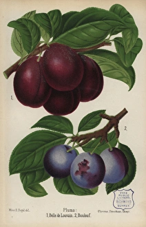 Louvain Gallery: Plum cultivars: Belle de Louvain and Boulouf