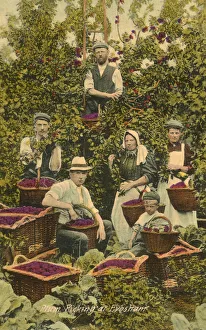 Plum picking at Evesham, Worcestershire Plum picking at Evesham, Worcestershire