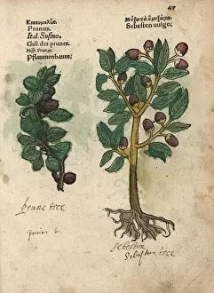 Krauterbuch Gallery: Plum tree, Prunus domestica, and siricote