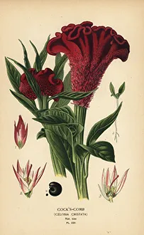 Plumed cockscomb or silver cock's comb, Celosia argentea Plumed cockscomb or silver cock's comb, Celosia argentea
