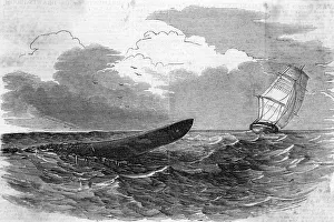 Witness Gallery: PLUMPER SEA SERPENT