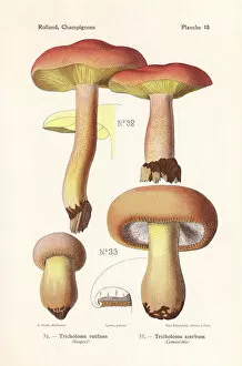 Bitter Gallery: Plums and custard mushroom and bitter knight