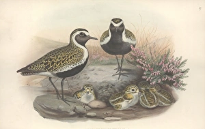 Pluvialis apricaria, Eurasian golden plover Pluvialis apricaria, Eurasian golden plover