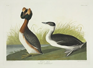 Podiceps auritus, Slavonian grebe Podiceps auritus, Slavonian grebe