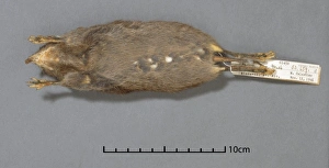 Podogymnura truei, Mindanao gymnure Podogymnura truei, Mindanao gymnure