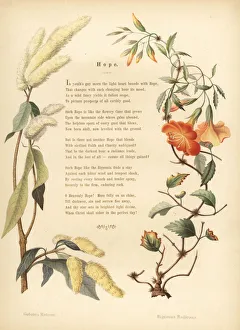 Poem with floral border of ukshi and trumpet vine Poem with floral border of ukshi and trumpet vine
