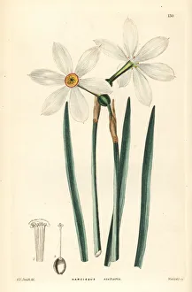 Poet's daffodil, Narcissus poeticus subsp. radiiflorus Poet's daffodil, Narcissus poeticus subsp. radiiflorus
