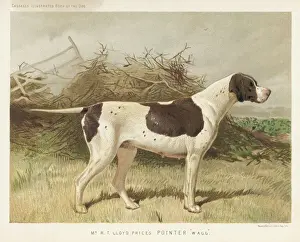 Dog Breeds UK Prints: Pointer (Very Shaw)