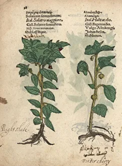 Poison gooseberry, Withania somnifera Poison gooseberry, Withania somnifera