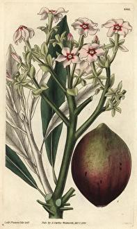 Poison tanghin or ordeal tree, Tanghinia venenifera Poison tanghin or ordeal tree, Tanghinia venenifera