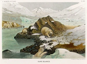 <b class=qtipBold><figcaption>POLAR BEAR</figcaption></b><br>A group of polar bears in an icy landscape. One has caught a fish and is warning the others off with a fierce growl. Date: 1865<br><em>© Mary Evans Picture Library</em> POLAR BEAR