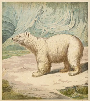 <b class=qtipBold><figcaption>Polar Bear/Baxter/1850</figcaption></b><br>A polar bear stands in an icy setting<br><em>© Mary Evans Picture Library</em> Polar Bear/Baxter/1850
