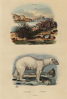 Polar bear and sea urchins Polar bear and sea urchins