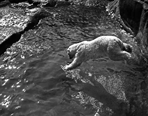 Polar bear takes a dive at London Zoo Polar bear takes a dive at London Zoo