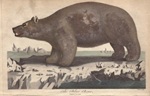 Polar bear, Ursus maritimus, standing on ice floe Polar bear, Ursus maritimus, standing on ice floe