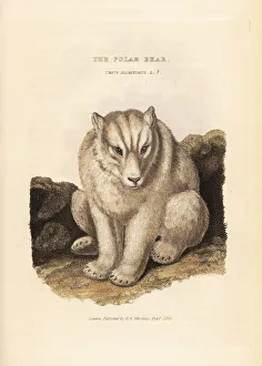 Polar bear, Ursus maritimus. Vulnerable Polar bear, Ursus maritimus. Vulnerable