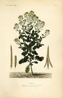 Polish canola or canola oil plant, Brassica rapa
