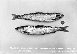 Pollan, Or Fresh Water Herring, Coregonus Pollan Pollan, Or Fresh Water Herring, Coregonus Pollan