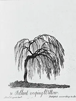 Weeping Willow Gallery: Pollard Weeping Willow