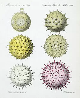 Images Dated 4th July 2014: Pollen grains from various plants