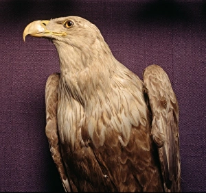 Polyboroides radiatus, Madagascan harrier-hawk Polyboroides radiatus, Madagascan harrier-hawk