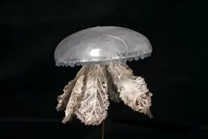 Images Dated 29th January 2004: Polyclonia frondosa, jellyfish