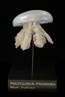 Images Dated 26th August 2005: Polyclonia frondosa, jellyfish model