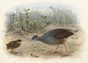 Polynesian Megapode (young and adult) Polynesian Megapode (young and adult)