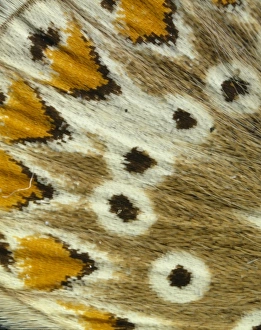 <b class=qtipBold><figcaption>Polyommatus icarus, common blue</figcaption></b><br>Photograph of a mounted specimen of the common blue, highly magnified scales from the hindwing underside of the female butterfly. Date:<br><em>© Mary Evans / Natural History Museum</em> Polyommatus icarus, common blue