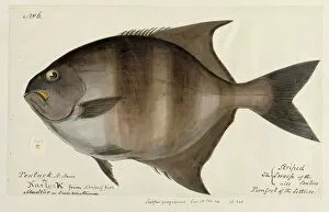 Actinopterygii Gallery: Pomfret illustration