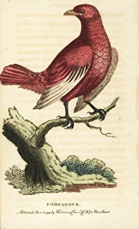 Pompadour cotinga, Xipholena punicea Pompadour cotinga, Xipholena punicea