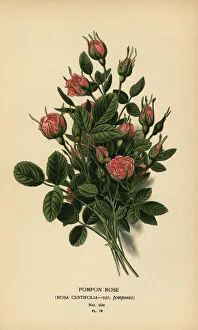 Pompon rose, Rosa centifolia var. pomponia Pompon rose, Rosa centifolia var. pomponia