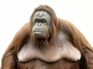 Haplorhini Gallery: Pongo pygmaeus, orangutan