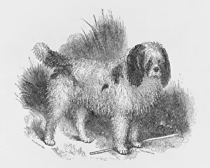 <b class=qtipBold><figcaption>Poodle, Old Style</figcaption></b><br>An interesting old engraving of a long-coated poodle before the breed was given its present-day appearance. At this period poodles were used for retrieving in water<br><em>© Mary Evans Picture Library</em> Poodle, Old Style