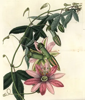 Poro poro, Passiflora pinnatistipula Poro poro, Passiflora pinnatistipula
